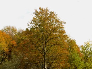 autumn trees in the park