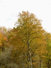 autumn trees in the park