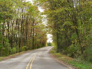 road in the woods in autumn 