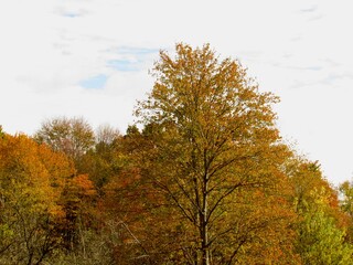 autumn trees in the park