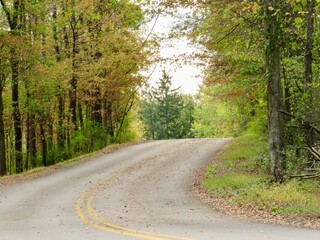 road in autumn forest