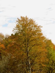 autumn trees in the park