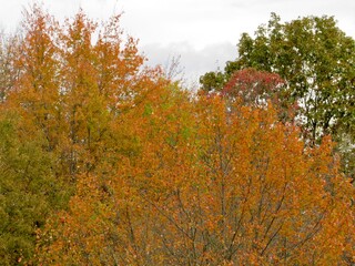 autumn trees in the forest