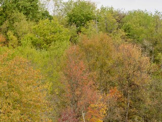autumn in the forest