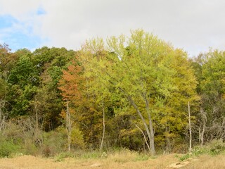 autumn landscape with trees
