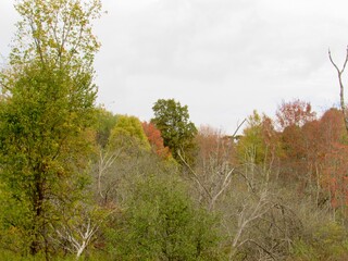 autumn in the woods