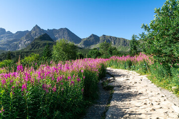 Fototapety na wymiar - Fototapeta24.pl