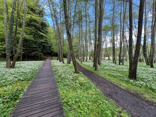 Obraz premium The educational pathway around the Lake Trakoscan 'Faerie Path' (Croatia) - Poučna staza Put Vila ili staze za šetnju i rekreaciju oko Trakošćanskog jezera (Hrvatsko Zagorje, Hrvatska)