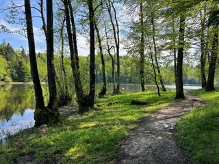 Fototapeta premium The educational pathway around the Lake Trakoscan 'Faerie Path' (Croatia) - Poučna staza Put Vila ili staze za šetnju i rekreaciju oko Trakošćanskog jezera (Hrvatsko Zagorje, Hrvatska)