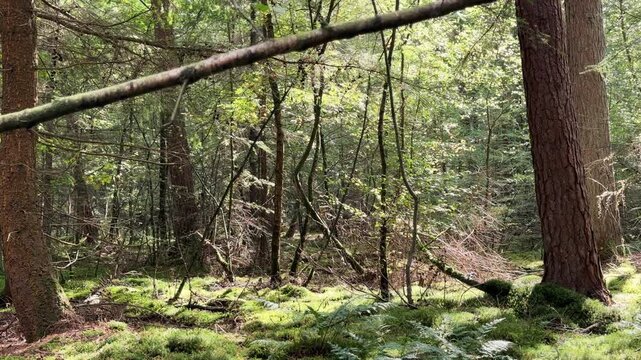 Sun shines through the pine forest illuminating the green mosses and fine branches.