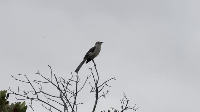 Mockingbird with a variety of sounds	