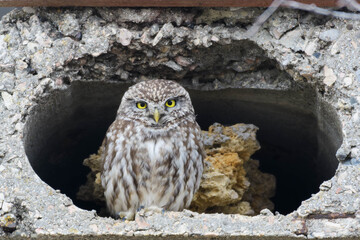 Little Owl Athene noctua in the wild