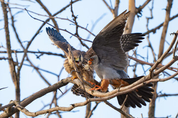 Red-footed Falcon Falco vespertinus Close up