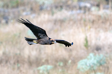 Western Marsh Harrier (Circus aeruginosus) in Flight