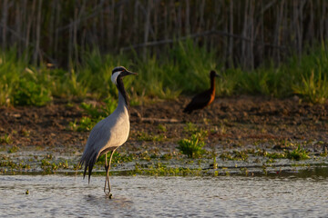 Demoiselle cranes Anthropoides virgo drinking water at the lake