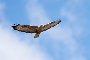 Long-legged Buzzard Buteo rufinus flying in the sky