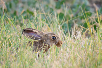 European hare Lepus europaeus, also known as the brown hare
