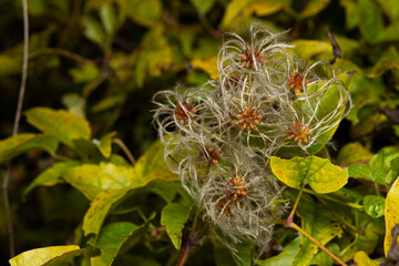 Wild Clematis Seedheads Among Autumn Leaves