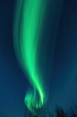 A vibrant green aurora dances across a star-filled night sky, creating a breathtaking celestial display. Silhouetted branches in the foreground frame the ethereal glow, evoking a sense of wonder and n
