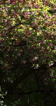 Close-up of sakura tree in bloom with soft pink flowers under bright spring sunlight.