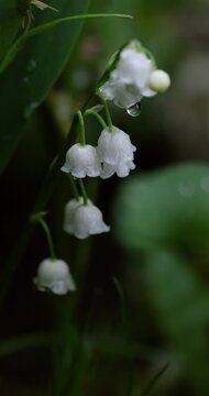 Delicate lily of the valley bloom in macro view with fresh water droplet on petal, springtime nature detail.