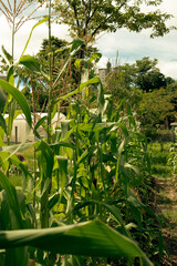plantação de milho agroecológico