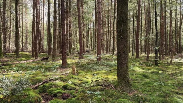 Sunlight filters through tall trees onto a lmossy ground, highlighting warm autumn tones in a calm forest setting. Sideways moving shot.