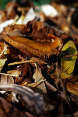 Close-up of brown forest mushrooms among fallen leaves — rich autumn textures, earthy tones, and soft light capturing the quiet magic of nature’s cycle of decay and renewal.