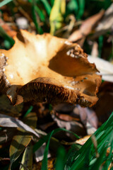 Close-up of brown forest mushrooms among fallen leaves — rich autumn textures, earthy tones, and soft light capturing the quiet magic of nature’s cycle of decay and renewal.