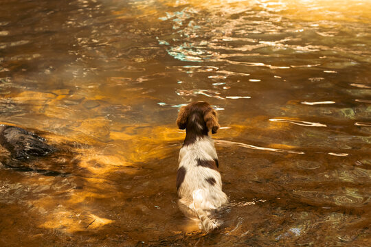 Cachorro no rio 