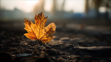 Single golden autumn leaf on dark soil ground at sunset