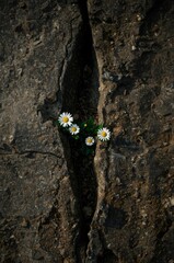 A vibrant cluster of delicate white daisies, each featuring a bright yellow center, triumphantly emerges from a deep, narrow fissure in rough, dark rock. The resilient green foliage of the plants prov