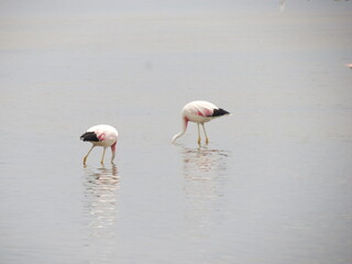 Obraz premium flamingos in the water, Laguna Chaxa, Laguna machuca, Atacama