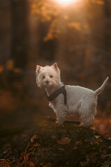 West highland white terier w jesiennym klimatycznym lesie © mediagrafika