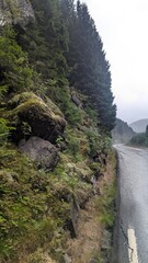 Large rock formation surrounded by moss, ferns, and pine trees on a wet mountain slope.
