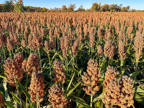 Agricultural filed of Sorghum plants 