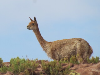 Vicuña, Atacama © Brenda