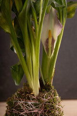 Obraz premium Kokedama collection on dark background – artistic botanical composition with ornamental plants and cacti