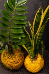 Obraz premium Kokedama collection on dark background – artistic botanical composition with ornamental plants and cacti