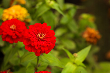 Bright red zinnia flowers bloom in vibrant garden during sunny afternoon in summer