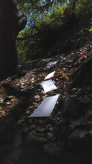 A Paper Trail Through The Woods