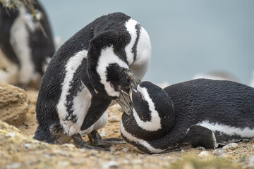 Magellanic penguin, Caleta Valdes, peninsula Valdes, Chubut Province, Patagonia Argentina
