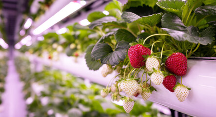 Close-up of strawberry plants growing in a vertical farms with white pipes.