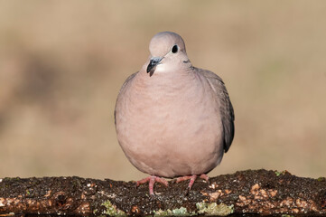 Eared Dove, Zenaida auriculata , Calden forest, La Pampa Province, Patagonia,, Argentina.