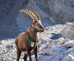Tagged Alpine Ibex Standing on Rocky Cliff in the Aravis Mountains, France