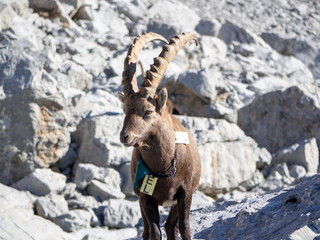 Tagged Alpine Ibex on Rocky Terrain in the Aravis Mountains, France
