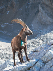 Wild Alpine Ibex Standing Proud on Rocky Cliff in the Aravis Mountains, France