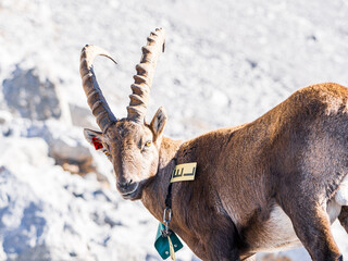 Tagged Alpine Ibex in the Aravis Mountains, France