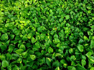 Obraz premium Green leaves with natural sunlight creating fresh tropical texture.