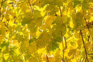 Gelbe Weinblätter